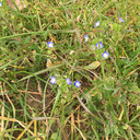 Plus aucun produit Phytosanitaire n'est utilisé à Voisins et comme par hasard, on retrouve de la bio-diversité naturelle dans nos pelouses. :-)